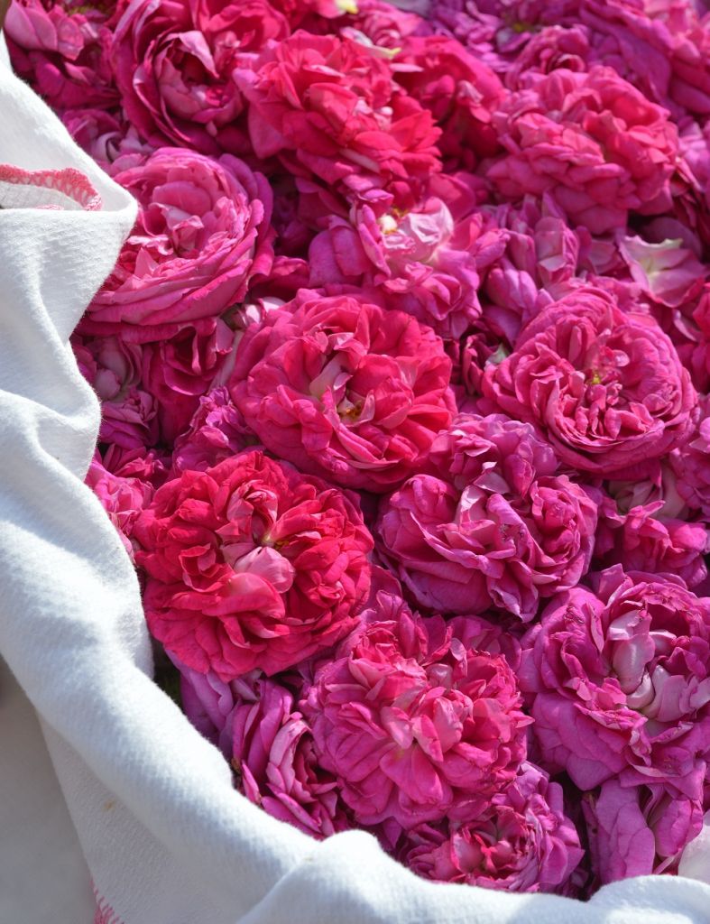 Di rose e di altre meraviglie: percorso tra arte, fiori e sapori